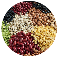حبوبات