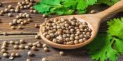 تخم گشنیز